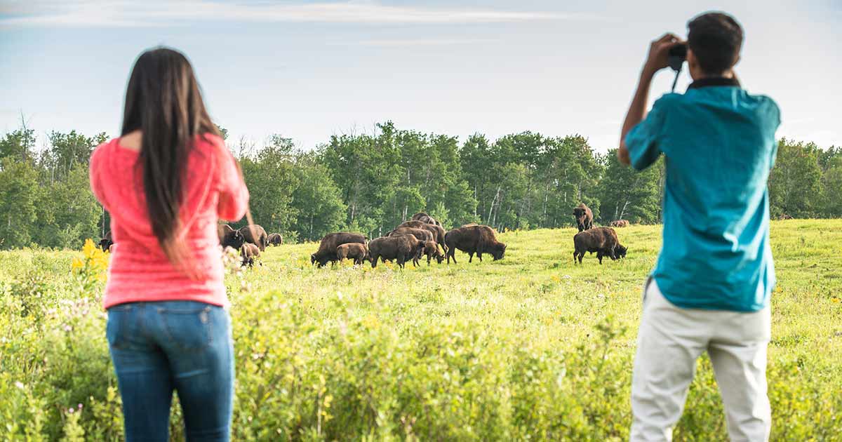 Explore the serene landscapes of Elk Island National Park, a haven for nature lovers and adventurers alike.